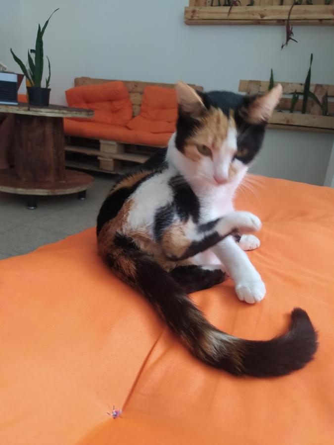 Serrania Hostal Medellín Dış mekan fotoğraf